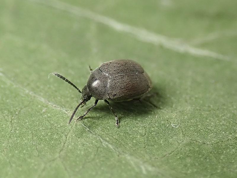 Bruchidae: Spermophagus sp.